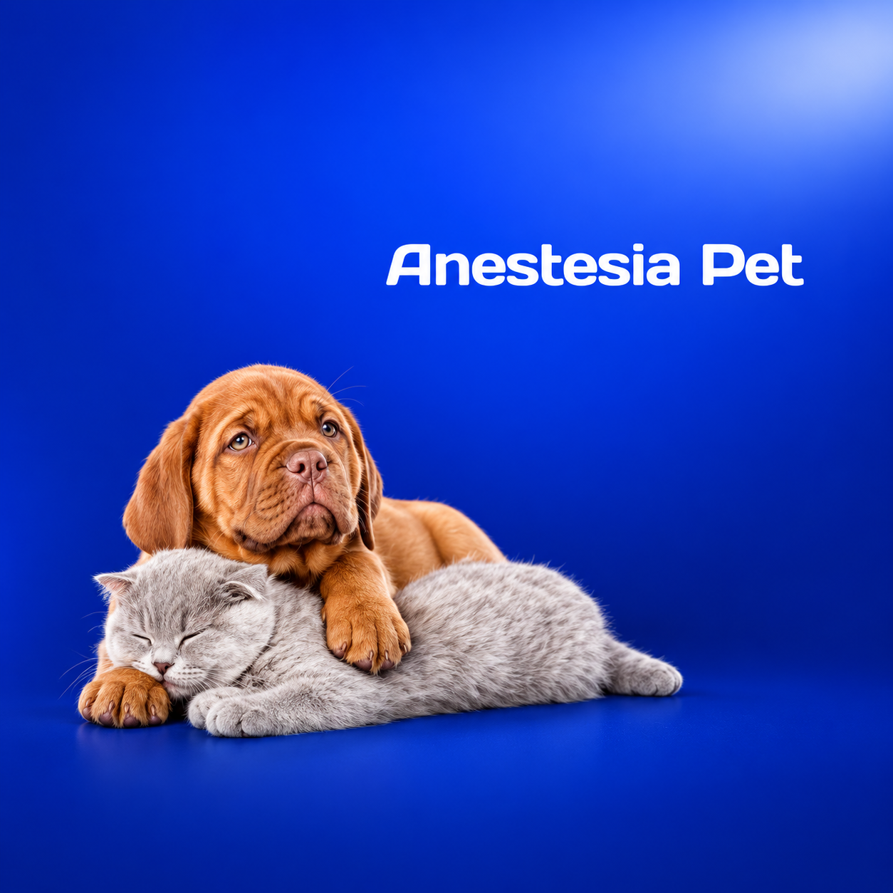 Serviço de Anestesia pet