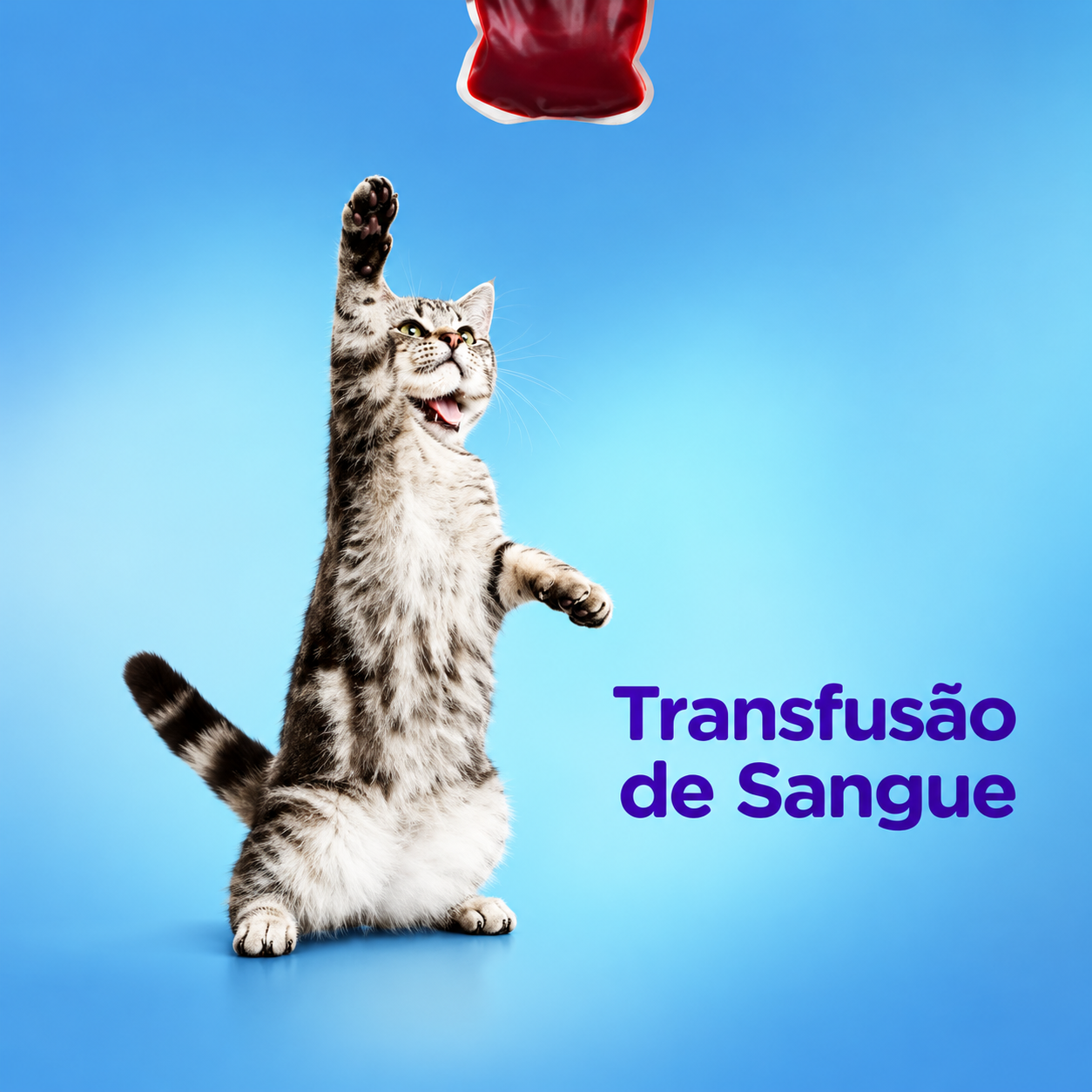 Serviço de Transfusão de sangue